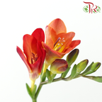 Freesia