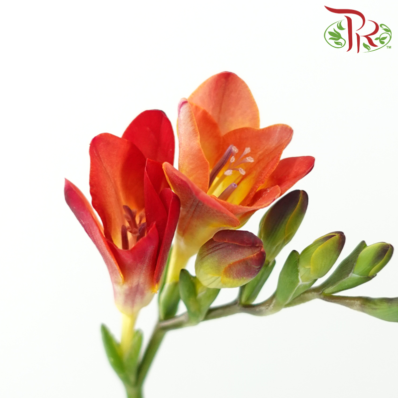 Freesia