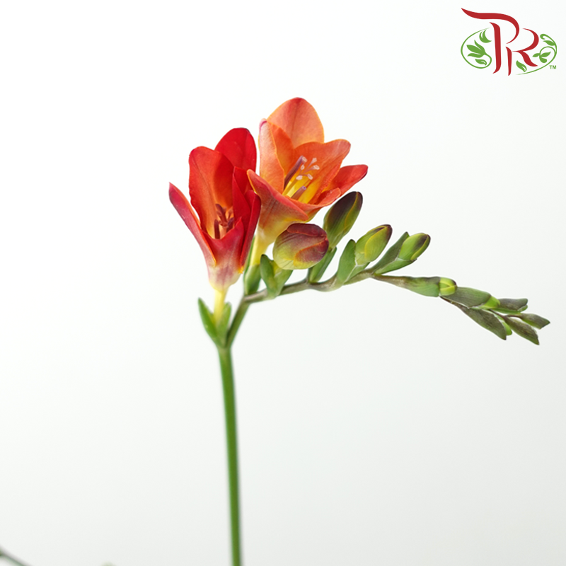 Freesia