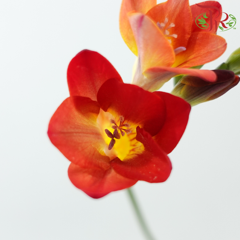 Freesia