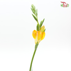 Freesia - Orange (Per Bunch) - Pudu Ria Florist