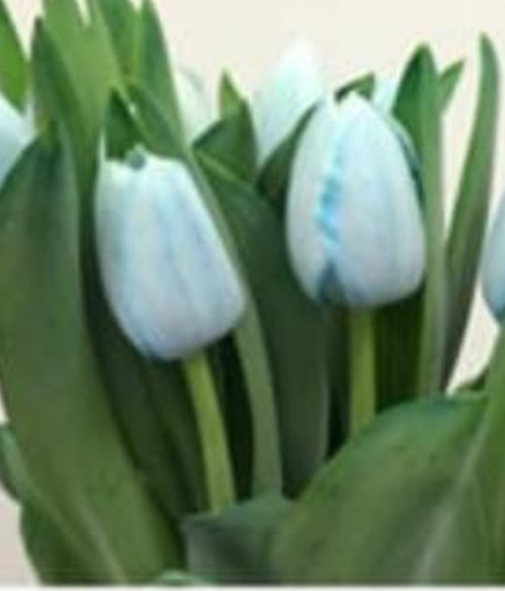 Tulip
