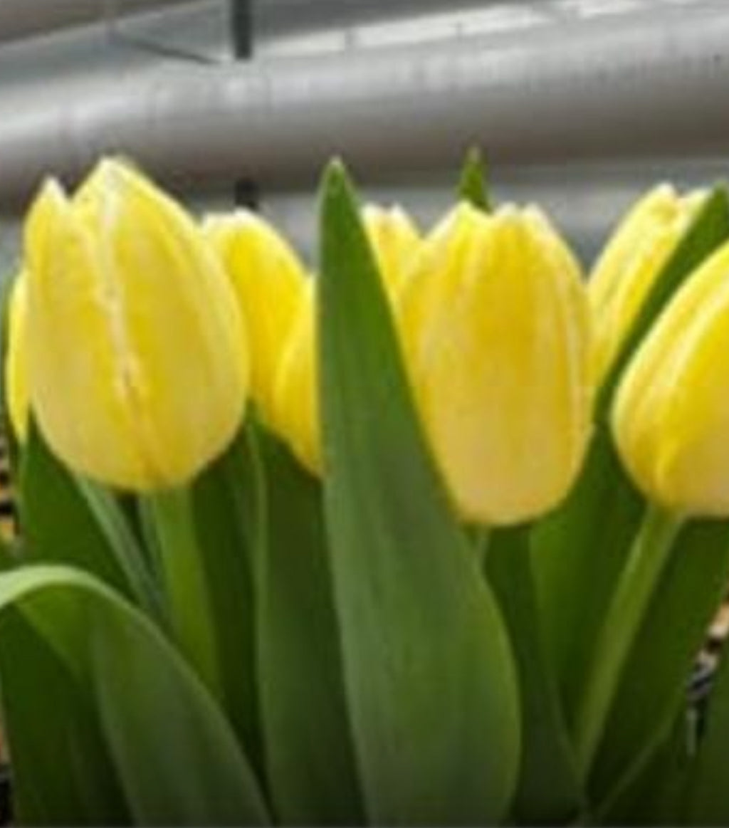 Tulip