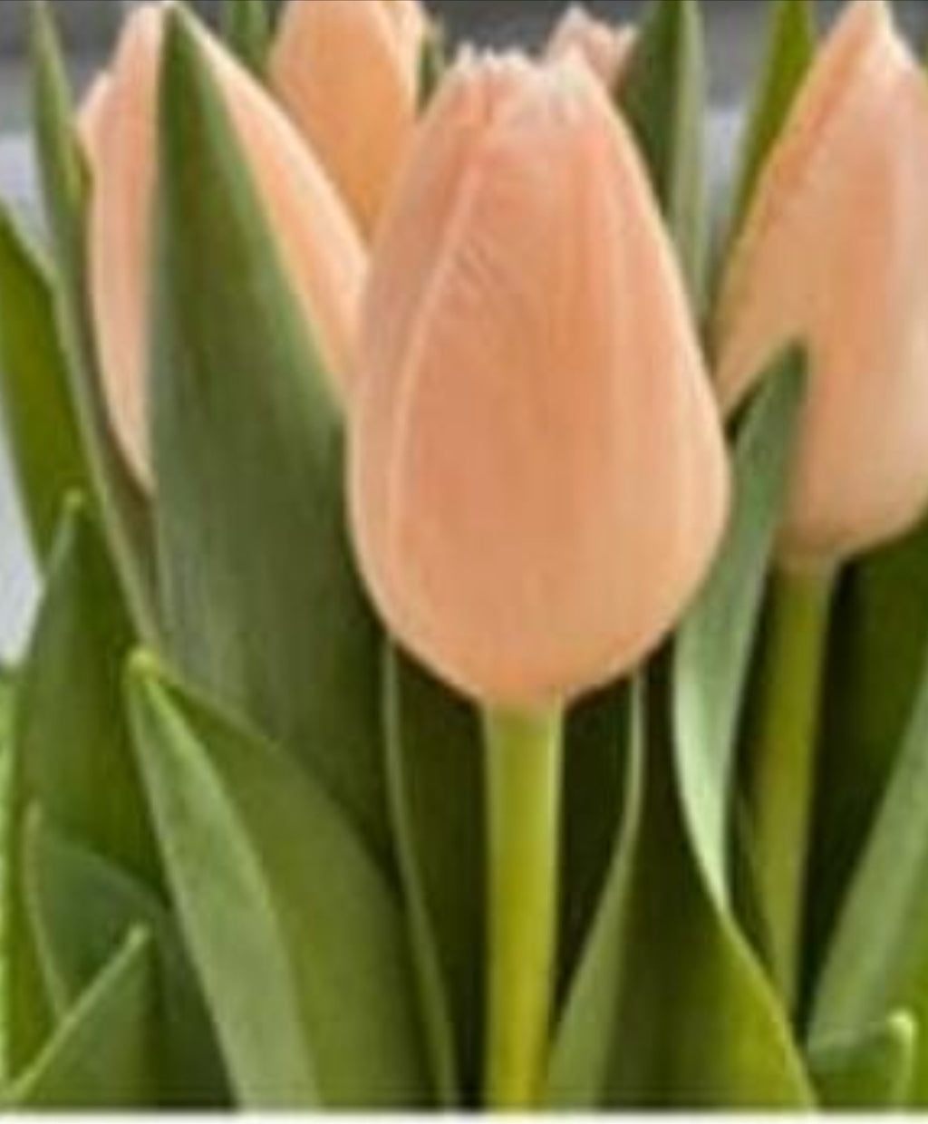 Tulip
