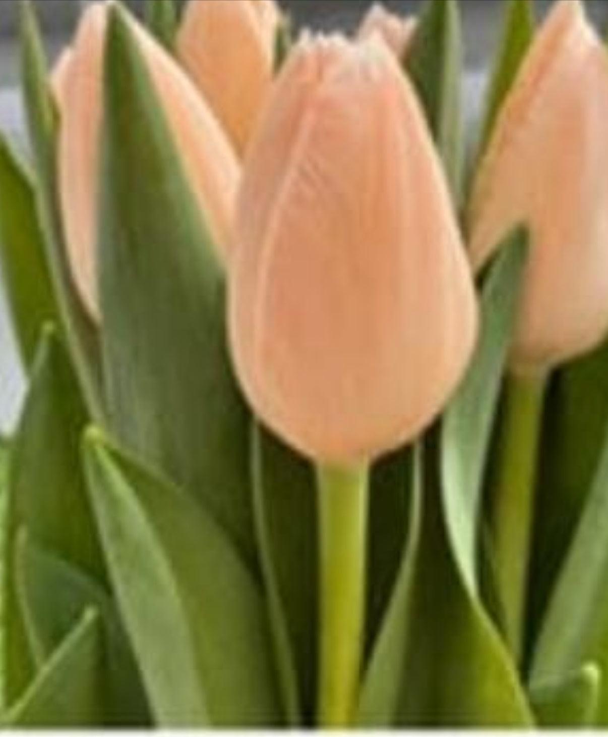 Tulip