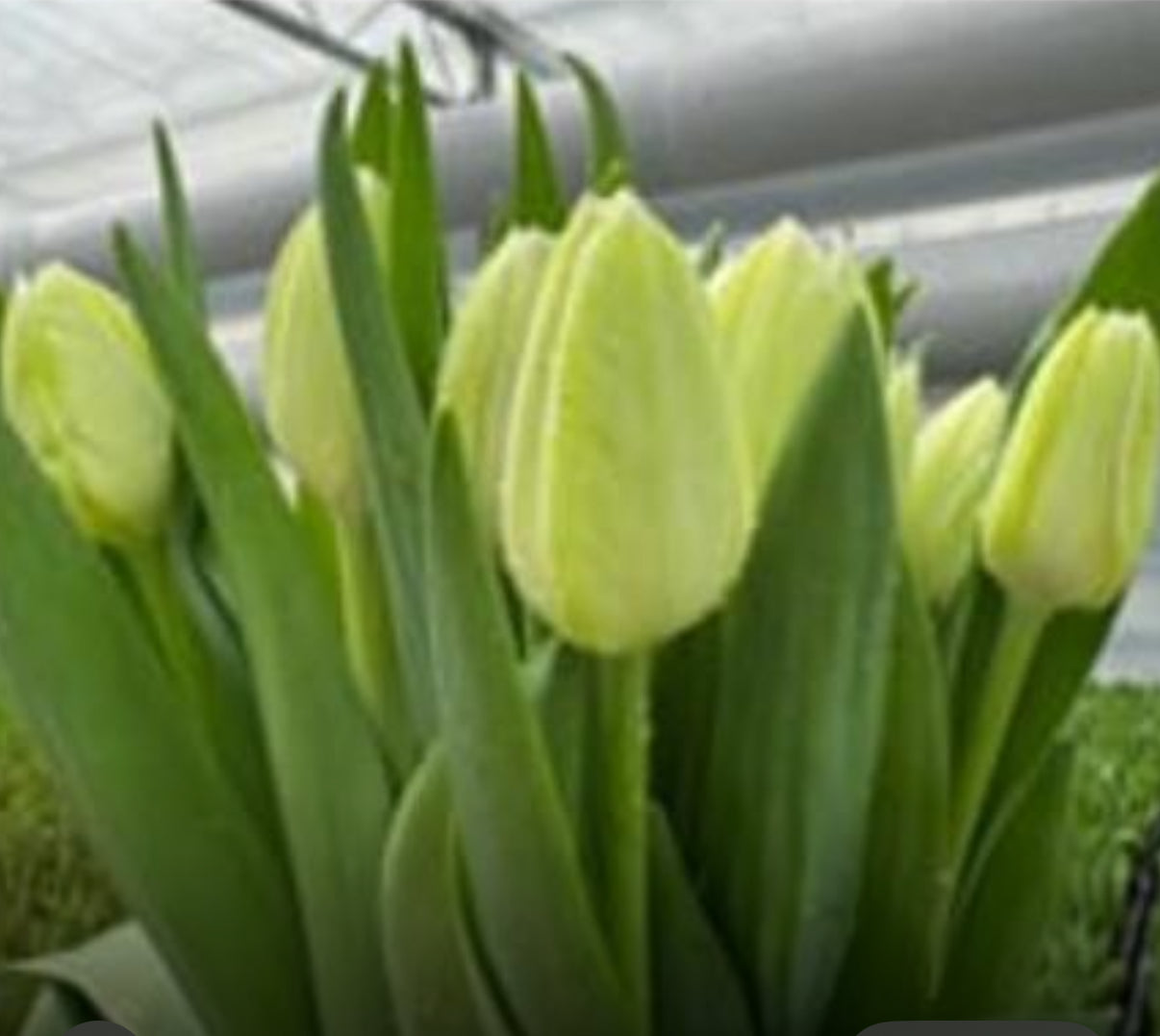 Tulip
