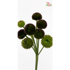 Gerbera