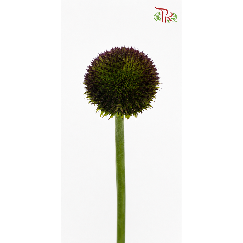 Gerbera