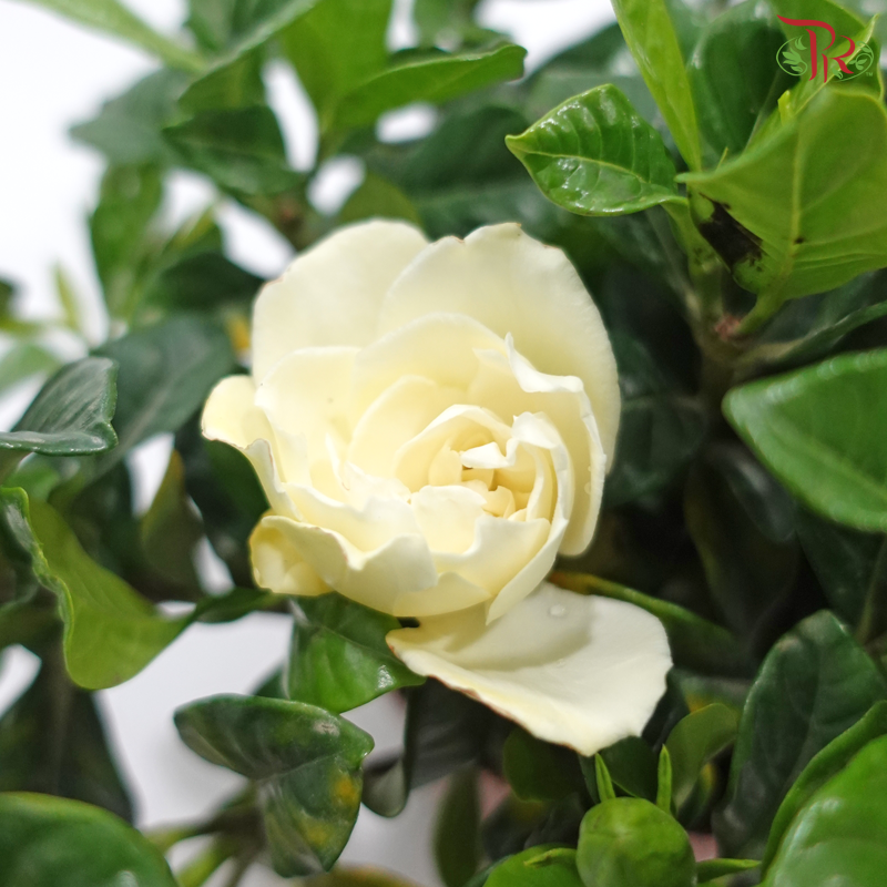 Gardenia  P110《栀子花》