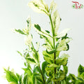 Gardenia Angusta