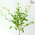 Gardenia Angusta