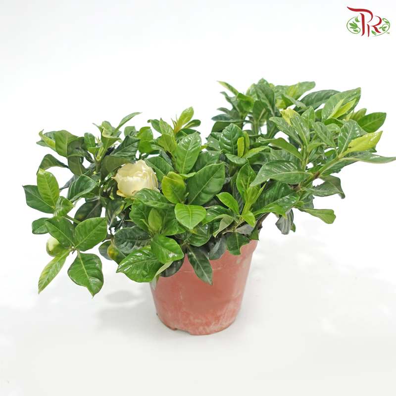 Gardenia  P110《栀子花》