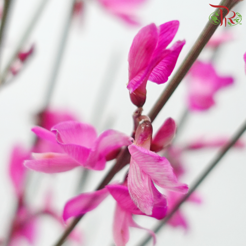 Genista