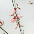 Genista