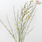 Genista