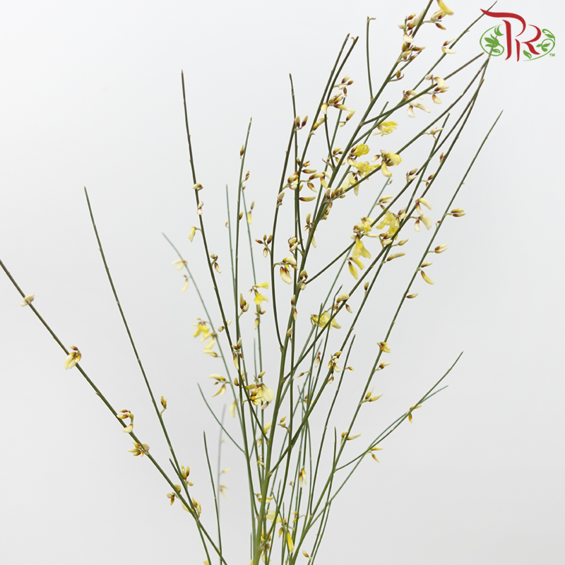 Genista