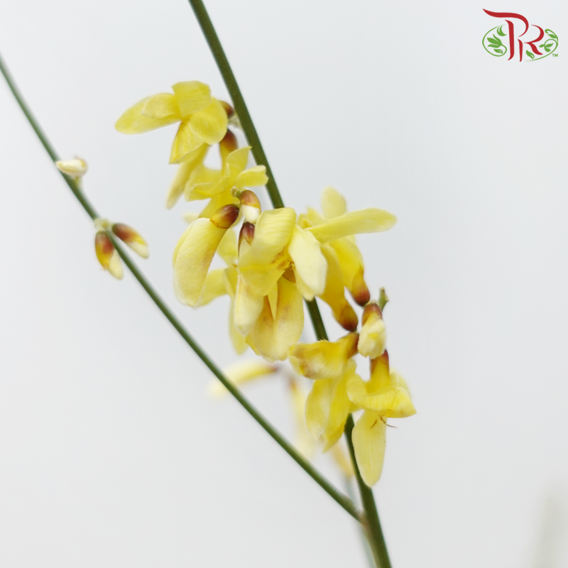 Genista