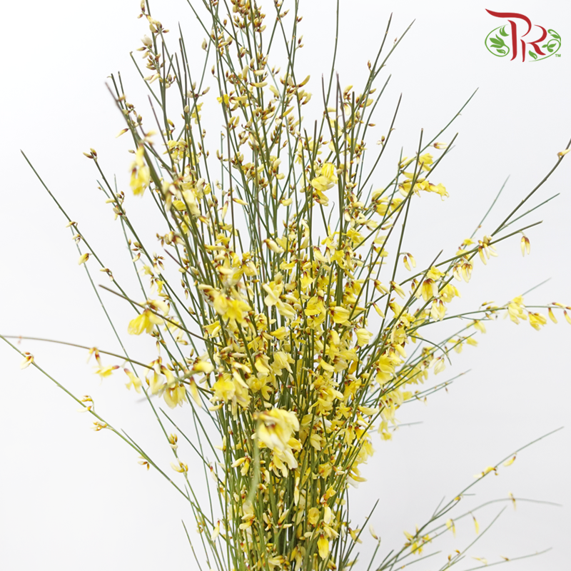 Genista