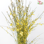 Genista
