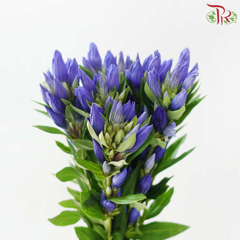 Gentiana
