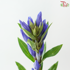 Gentiana