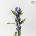Gentiana
