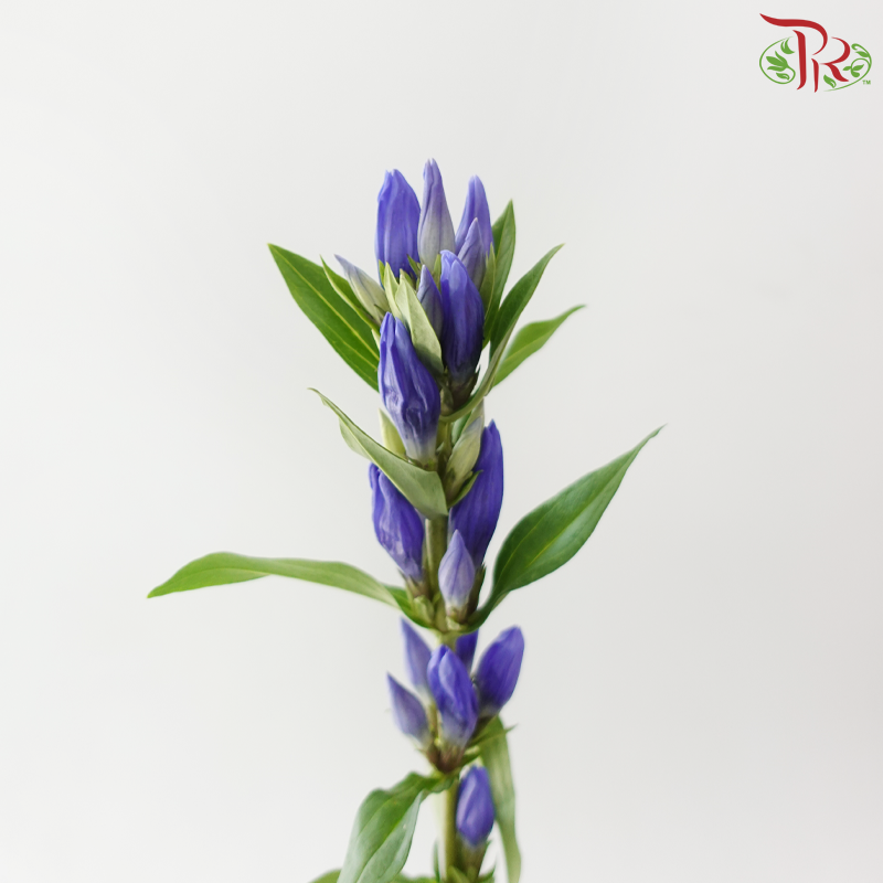 Gentiana