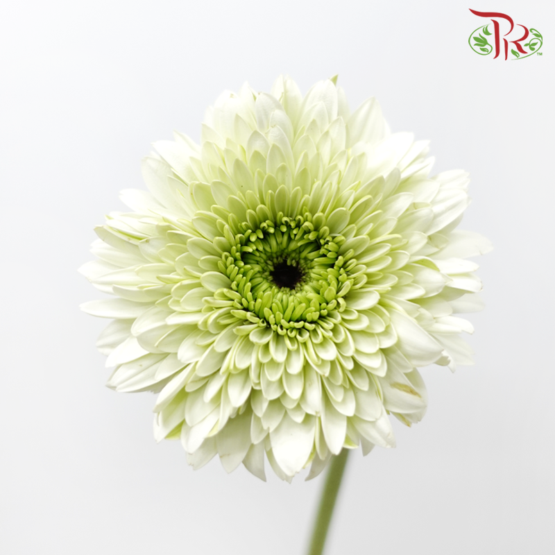 Gerbera