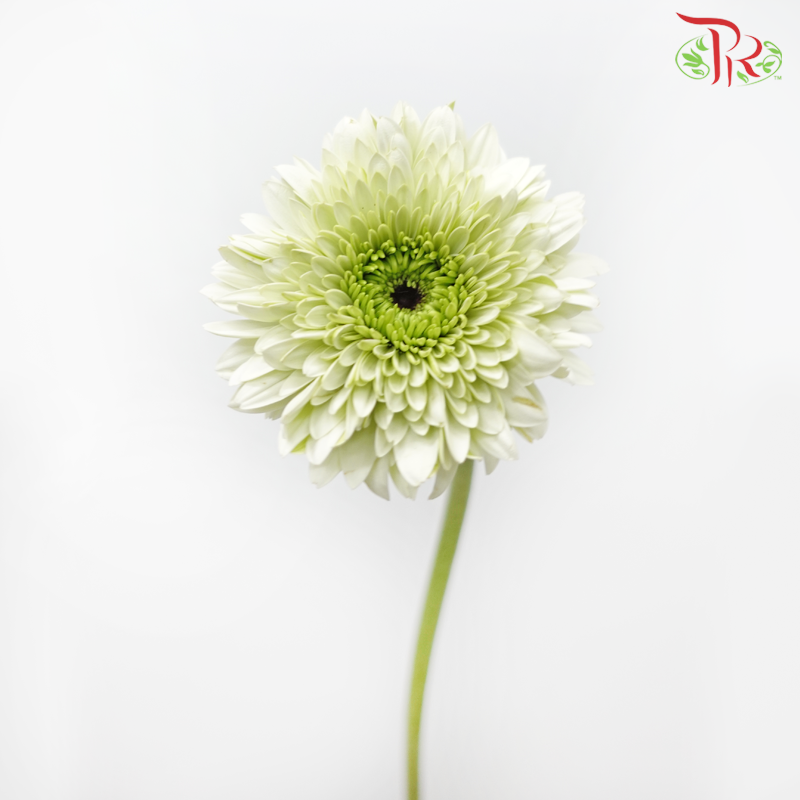 Gerbera