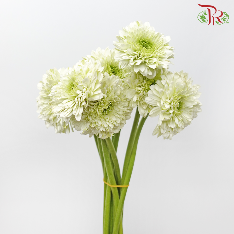 Gerbera