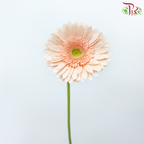 Gerbera