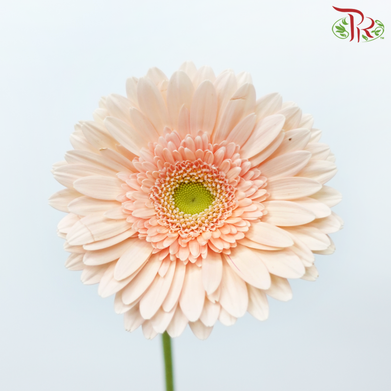 Gerbera