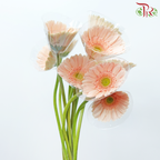 Gerbera