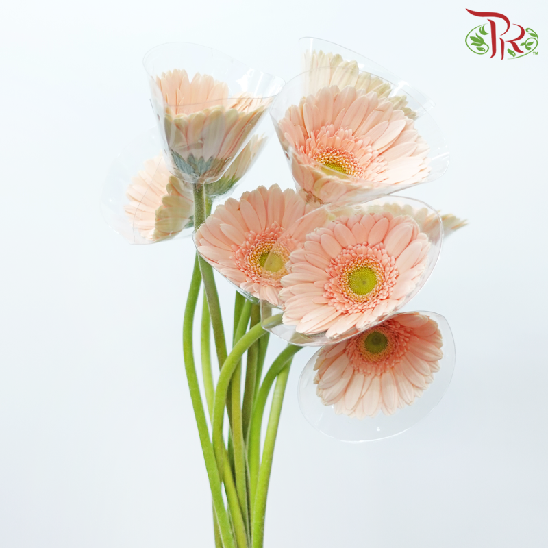 Gerbera