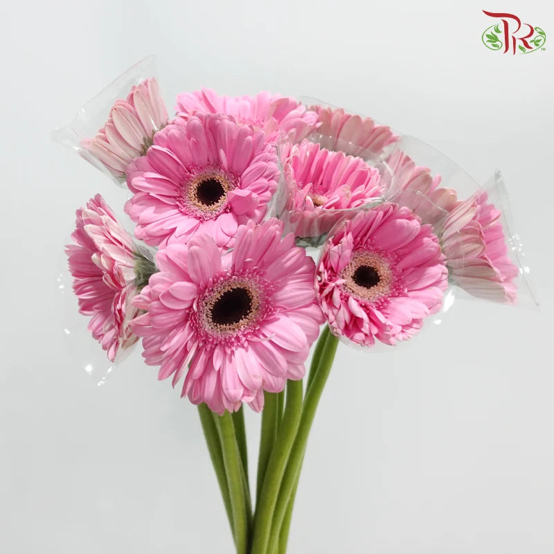 Gerbera