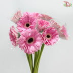 Gerbera