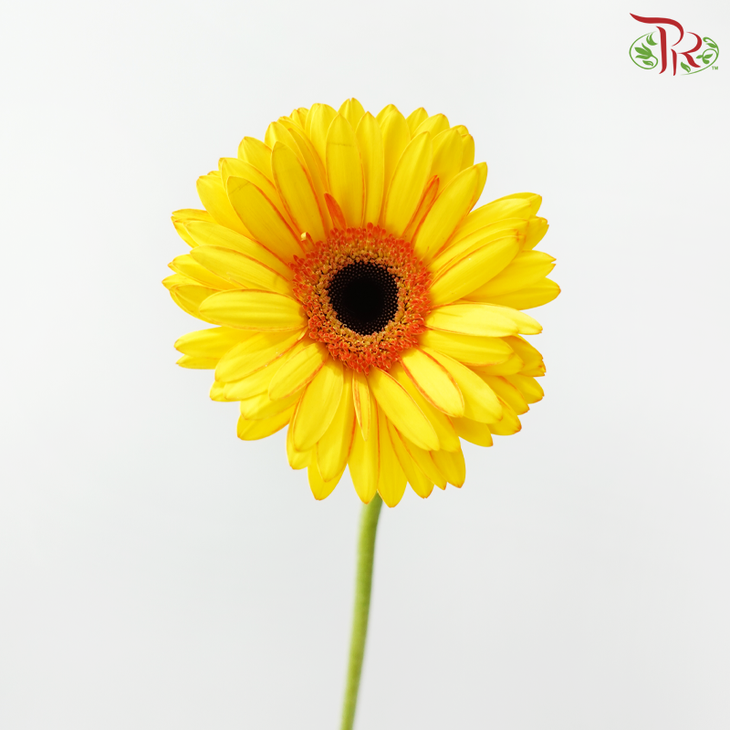 Gerbera