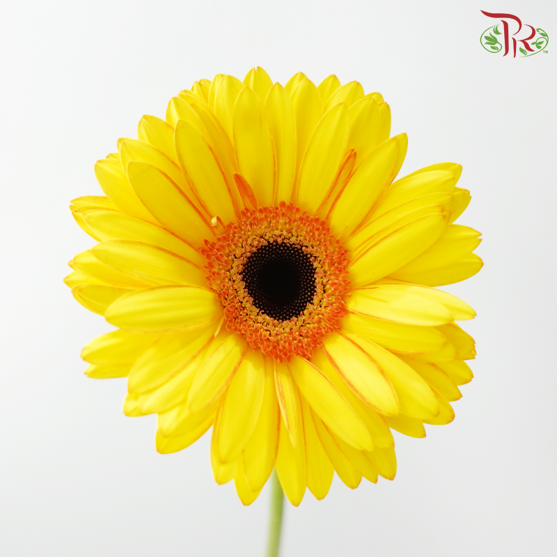Gerbera