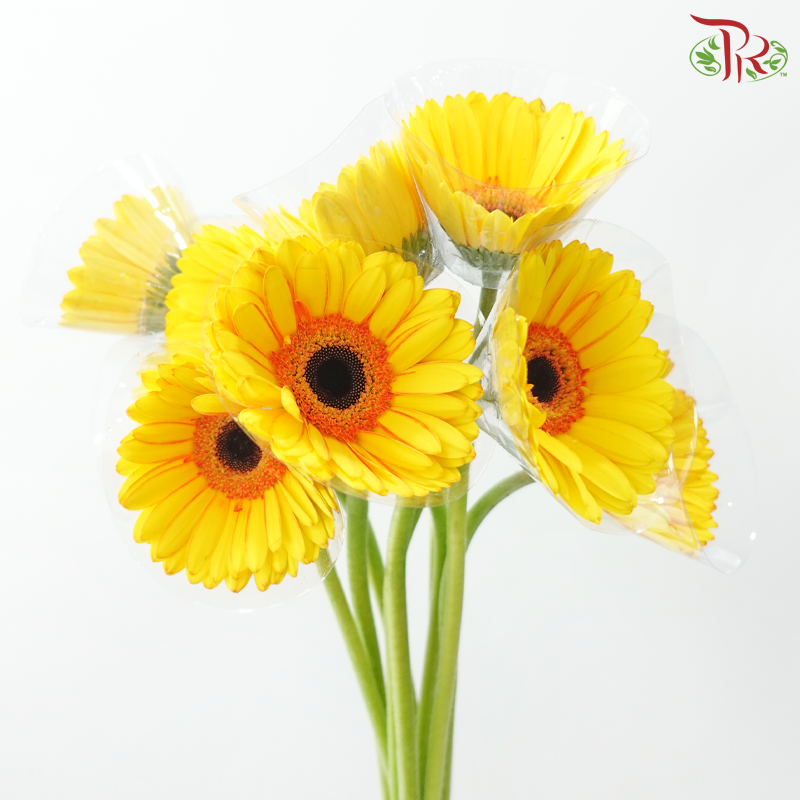 Gerbera