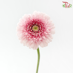 Gerbera Mini