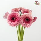 Gerbera