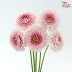 Gerbera Mini
