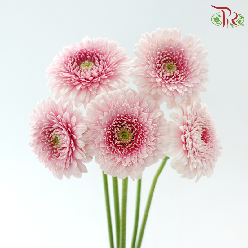 Gerbera Mini