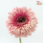Gerbera