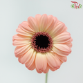 Gerbera Mini