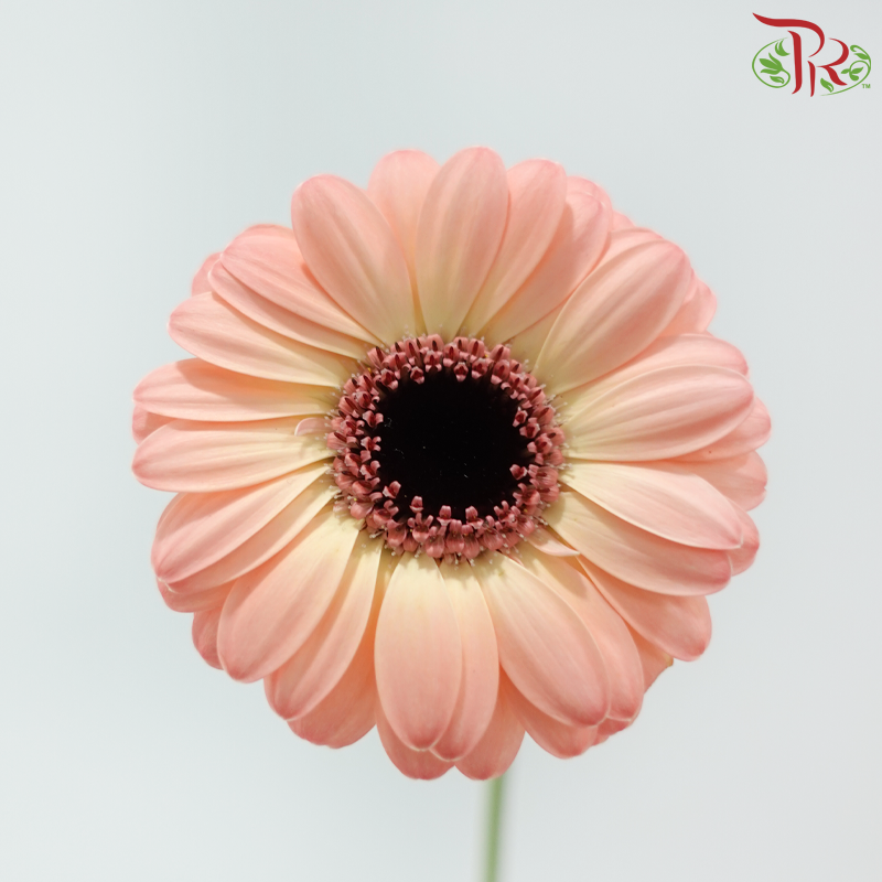 Gerbera Mini