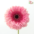 Gerbera