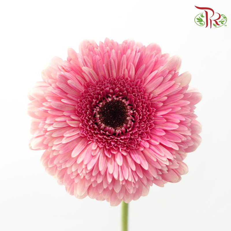 Gerbera