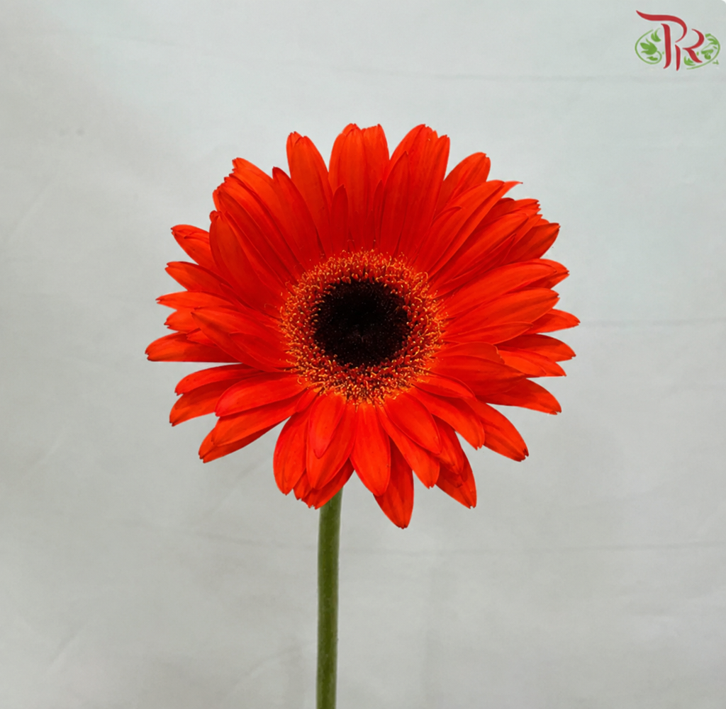 Gerbera