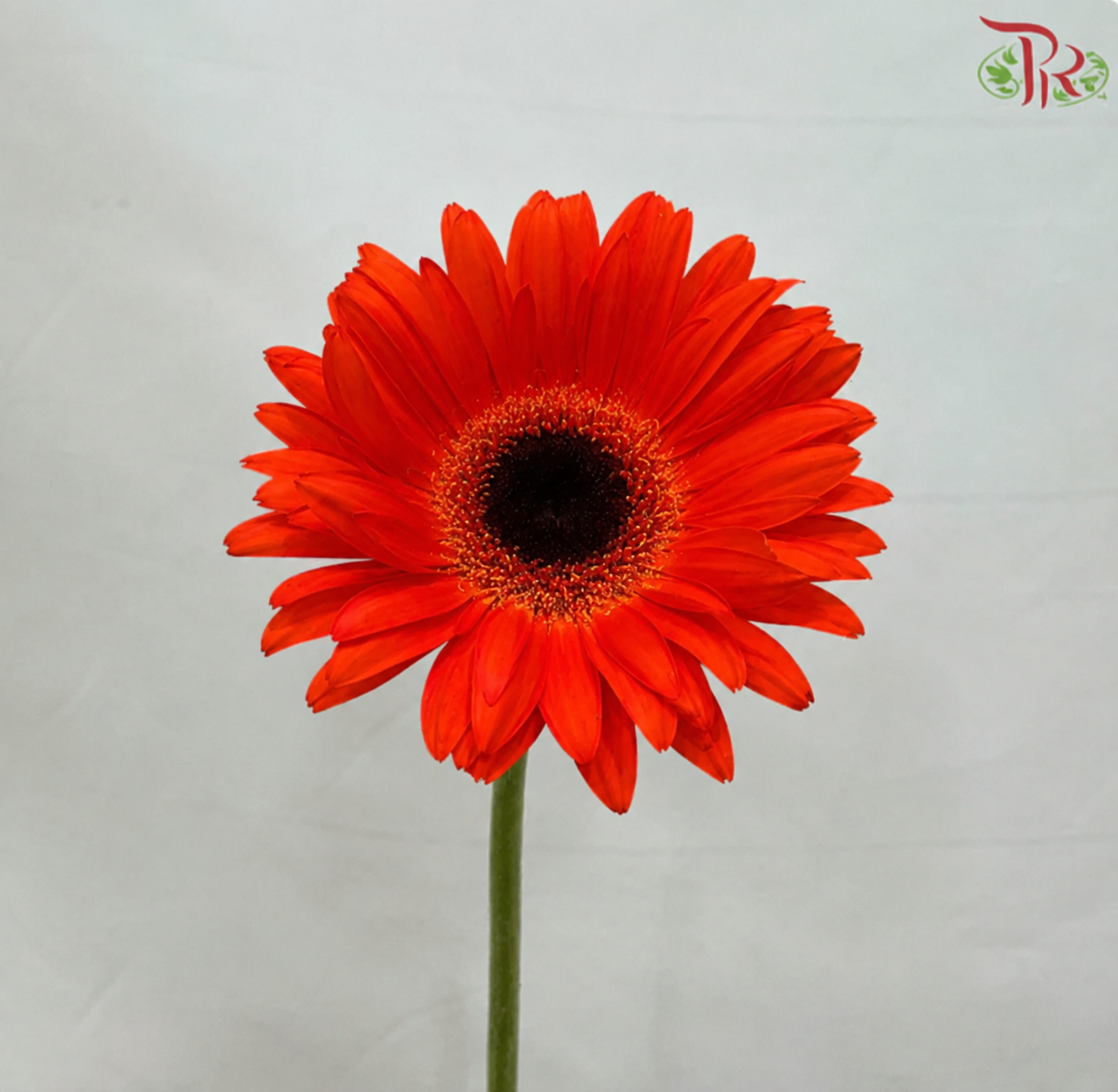 Gerbera